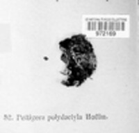 Peltigera polydactyla image